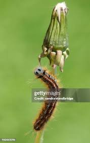 Attēlu rezultāti vaicājumam “Malacosoma neustria”