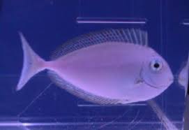 Image result for Naso unicornis