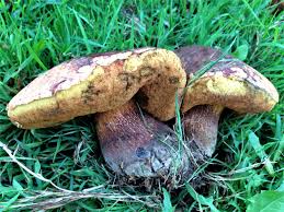 Attēlu rezultāti vaicājumam “Boletus luridus”