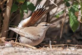 Image result for Cercotrichas galactotes