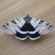 Attēlu rezultāti vaicājumam “Tischeriidae”