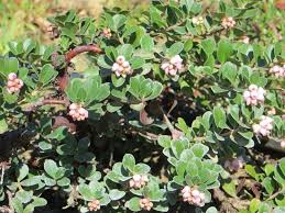 Attēlu rezultāti vaicājumam “Arctostaphylos uva-ursi”
