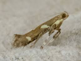 Attēlu rezultāti vaicājumam “Calybites phasianipennella”