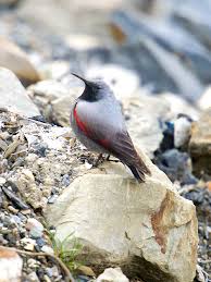 Image result for Tichodroma muraria