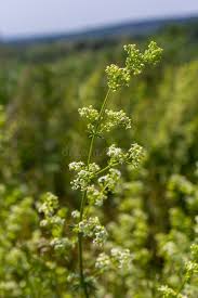 Attēlu rezultāti vaicājumam “Galium album bud”