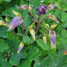 Image result for Aquilegia