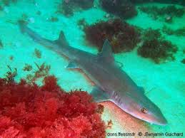 Image result for Mustelus asterias