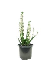 Attēlu rezultāti vaicājumam “Calluna vulgaris bud”