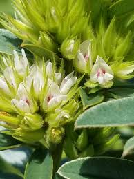 Attēlu rezultāti vaicājumam “Lophozia capitata”