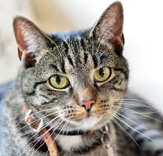 Image result for poes