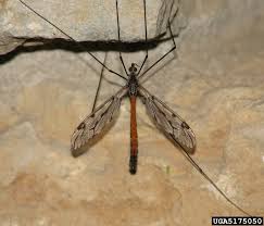 Attēlu rezultāti vaicājumam “Tipulidae”