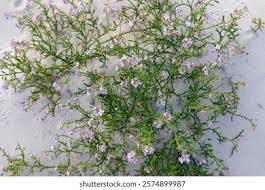 Attēlu rezultāti vaicājumam “Cakile maritima subsp. baltica flower”