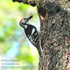 Attēlu rezultāti vaicājumam “Dendrocopos leucotos”