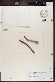 Attēlu rezultāti vaicājumam “Lecanora conizaeoides”