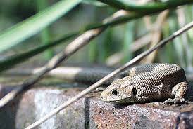 Attēlu rezultāti vaicājumam “Lacerta vivipara”