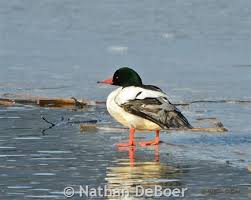 Attēlu rezultāti vaicājumam “Mergus merganser male”