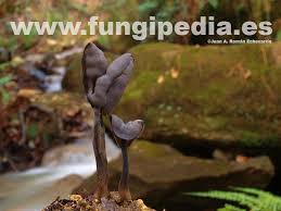 Attēlu rezultāti vaicājumam “Helvella atra”