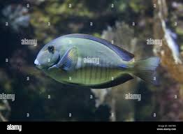 Image result for Acanthurus chirurgus