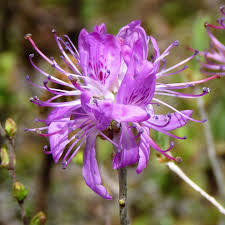 Attēlu rezultāti vaicājumam “Rhododendron canadense flower”