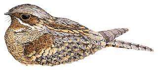 Attēlu rezultāti vaicājumam “Caprimulgus europaeus juvenile”