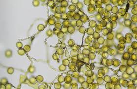 Attēlu rezultāti vaicājumam “Perichaena corticalis”