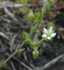 Attēlu rezultāti vaicājumam “Arenaria serpyllifolia flower”