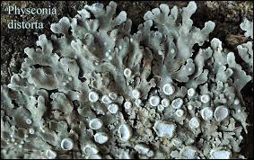 Attēlu rezultāti vaicājumam “Physconia distorta”