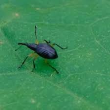 Attēlu rezultāti vaicājumam “Apion sp.”