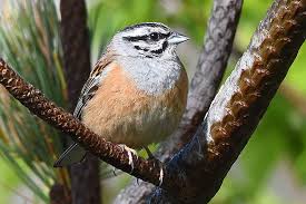 Image result for Emberiza cia