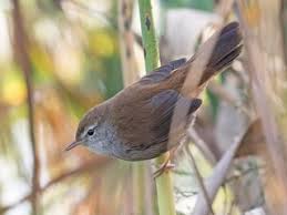 Image result for Cettia cetti