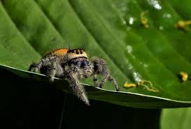 Attēlu rezultāti vaicājumam “Salticidae”