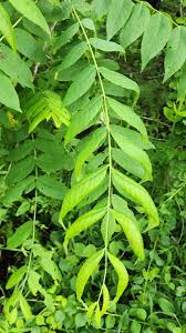 Attēlu rezultāti vaicājumam “Juglans x sinensis leaf”