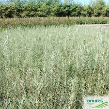 Attēlu rezultāti vaicājumam “Salix repens subsp. rosmarinifolia”