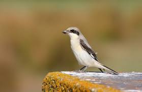 Image result for Lanius minor