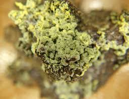 Attēlu rezultāti vaicājumam “Fuligo luteonitens macro”