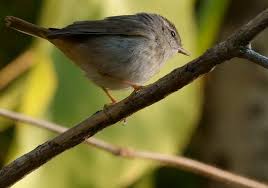 Image result for Phylloscopus schwarzi