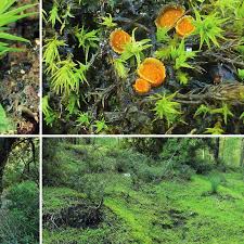 Attēlu rezultāti vaicājumam “Octospora splachnophila”