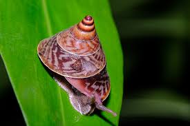 Attēlu rezultāti vaicājumam “Mollusca”