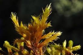 Attēlu rezultāti vaicājumam “Tomentypnum nitens”