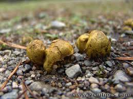 Attēlu rezultāti vaicājumam “Rhizopogon luteolus”