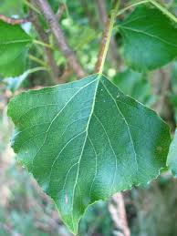 Attēlu rezultāti vaicājumam “Populus nigra Italica leaf”