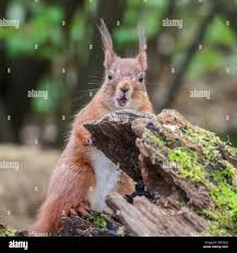 Attēlu rezultāti vaicājumam “Sciurus vulgaris”