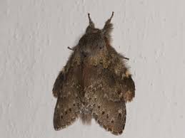 Attēlu rezultāti vaicājumam “Stauropus fagi”