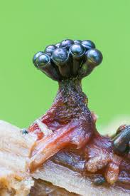 Attēlu rezultāti vaicājumam “Metatrichia vesparia”