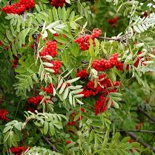Attēlu rezultāti vaicājumam “Sorbus aucuparia fruit”