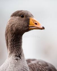 Attēlu rezultāti vaicājumam “Anser anser juvenile”