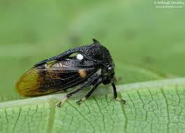 Attēlu rezultāti vaicājumam “Membracidae”