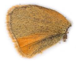 Attēlu rezultāti vaicājumam “Thymelicus sylvestris underside”