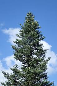 Attēlu rezultāti vaicājumam “Abies alba”