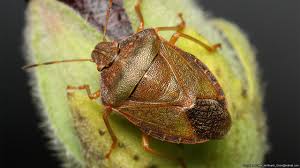 Attēlu rezultāti vaicājumam “Palomena prasina imago”